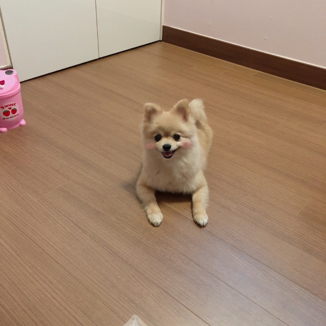 쭈쭈의 추모 사진