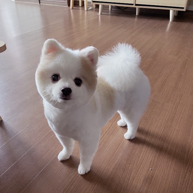 꼬미의 추모 사진