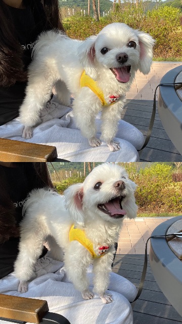 뭉치의 추모 사진