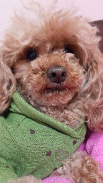 보리🐩🩵🌈🐶💕의 추모 사진