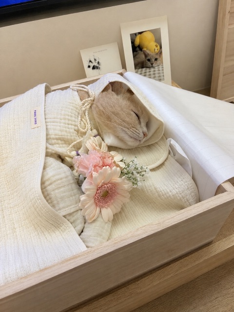 얌이의 추모 사진