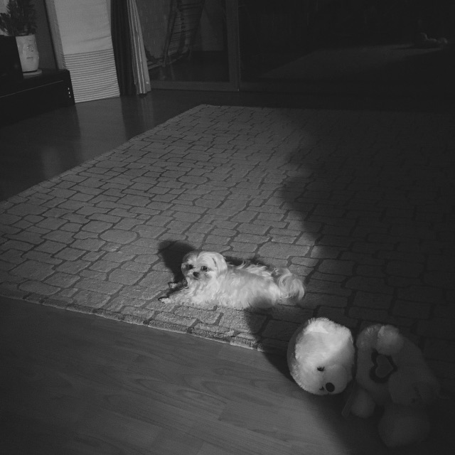 하트의 추모 사진