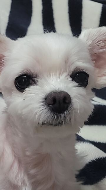 루의 추모 사진