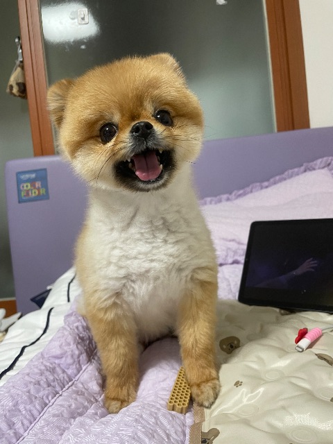 이보리의 추모 사진