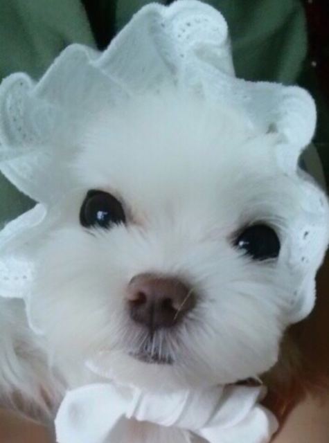 메이의 추모 사진