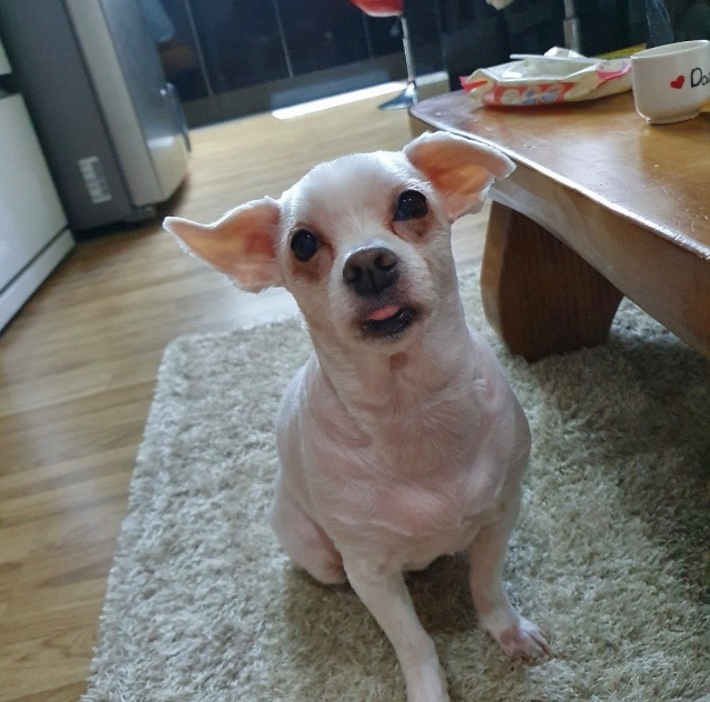이아지의 추모 사진