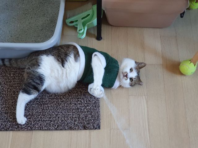 아롱이의 추모 사진