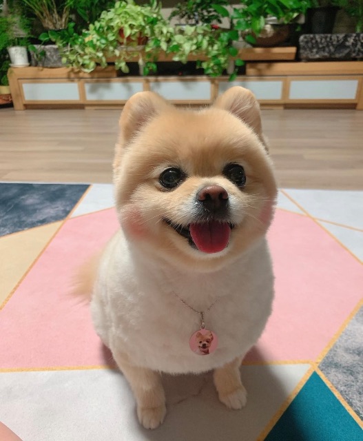 초롱이의 추모 사진