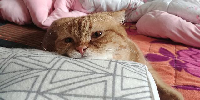 콩이의 추모 사진