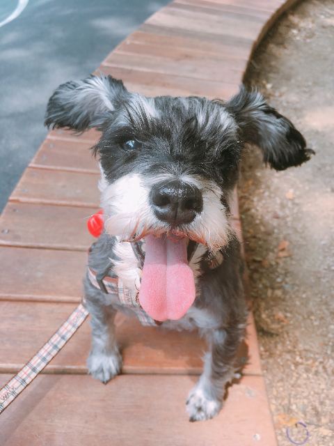 몽이의 추모 사진