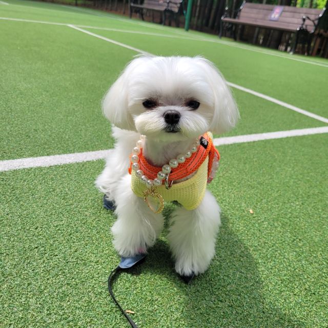 조제리의 추모 사진