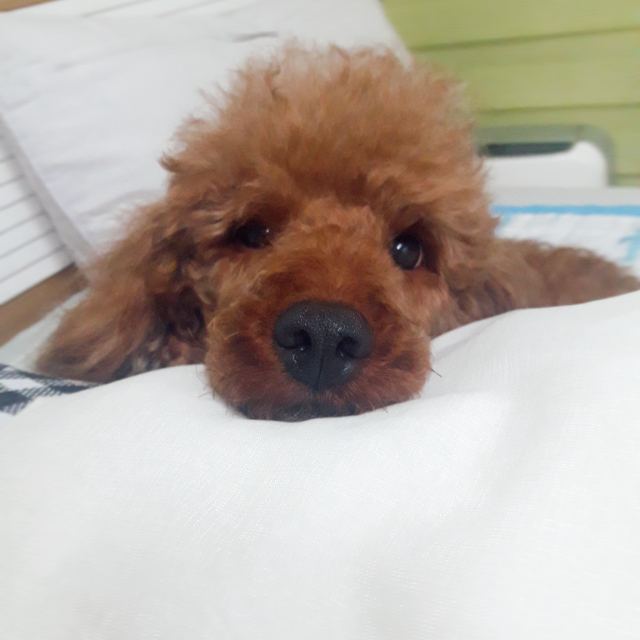 가을이의 추모 사진
