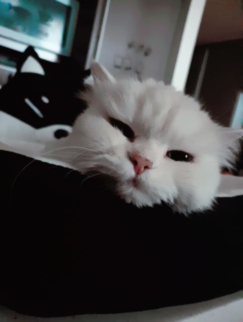 지섭이의 추모 사진