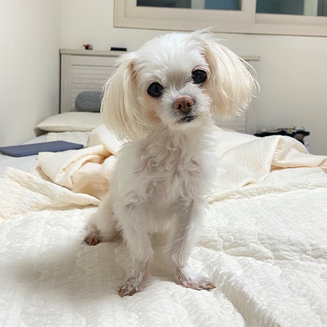 아지의 추모 사진