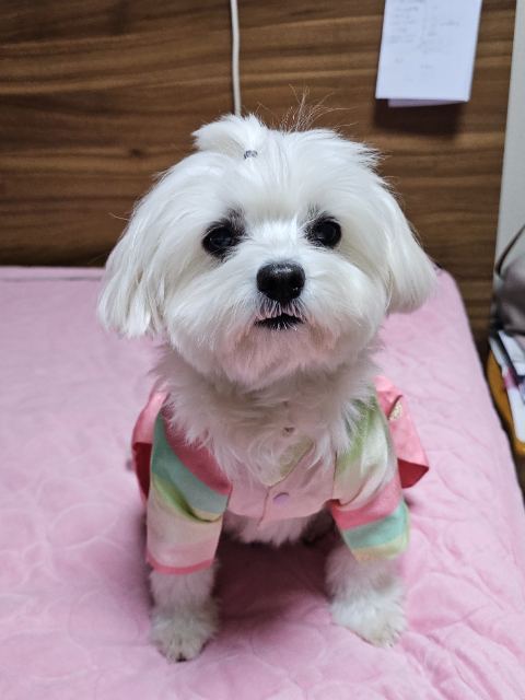 모모의 추모 사진