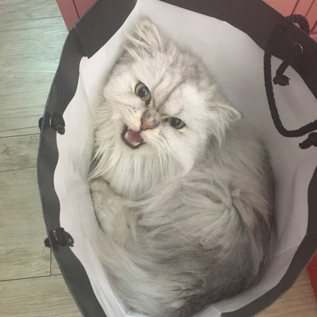 꾸꾸의 추모 사진
