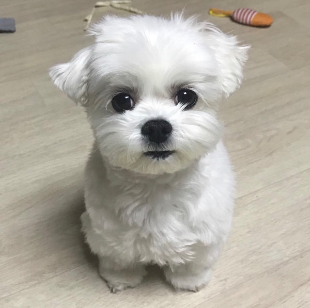 전마롱의 추모 사진