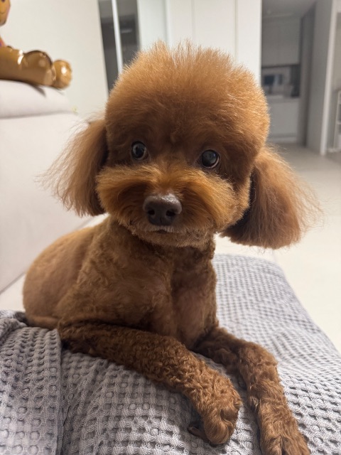 포포의 추모 사진