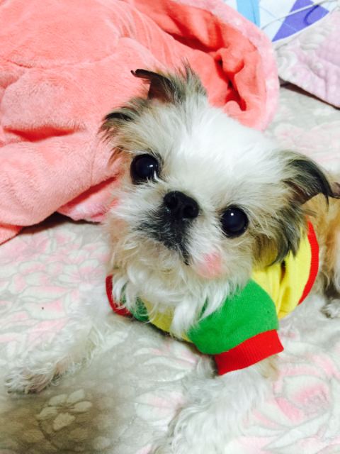 서뭉치의 추모 사진