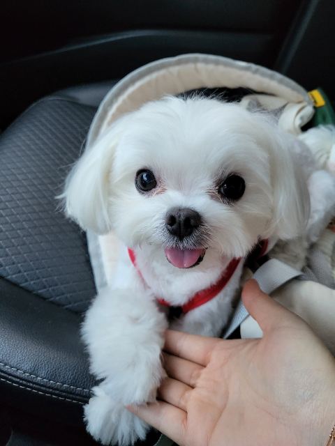 서두부의 추모 사진