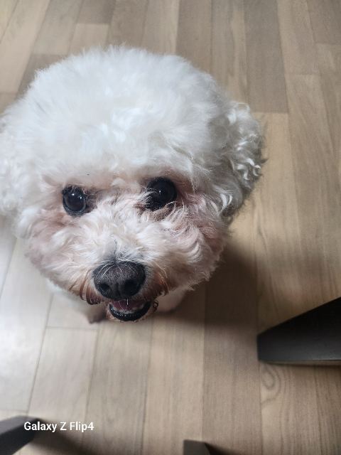 몽실의 추모 사진