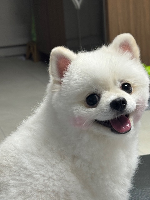 백설의 추모 사진