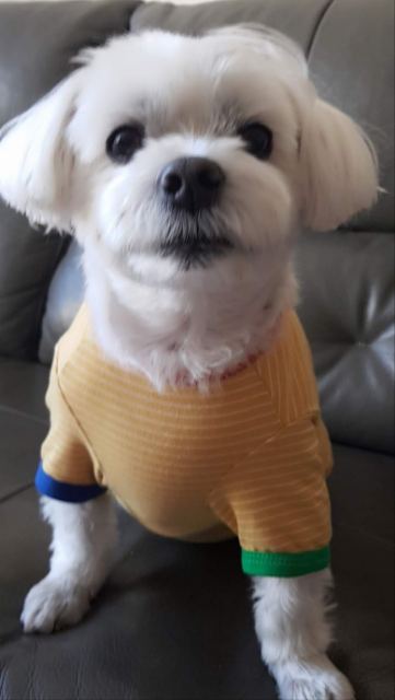 동이의 추모 사진