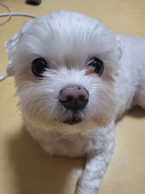 흰둥이의 추모 사진