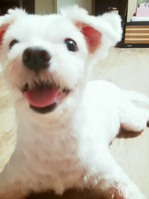 또롱의 추모 사진