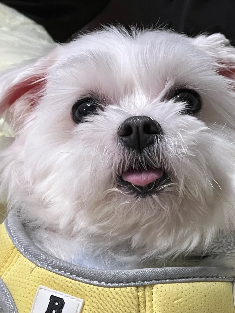 메리의 추모 사진