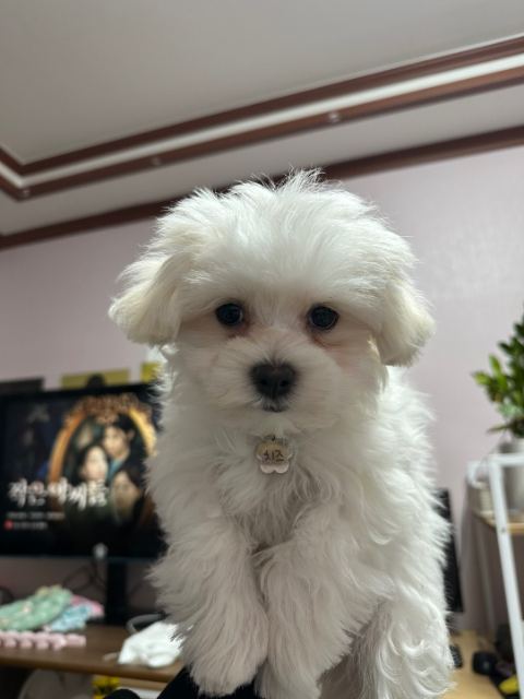 치즈의 추모 사진