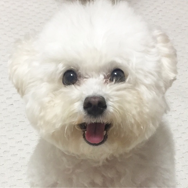 이두부의 추모 사진