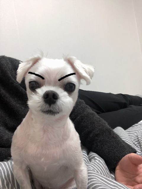 강백의 추모 사진
