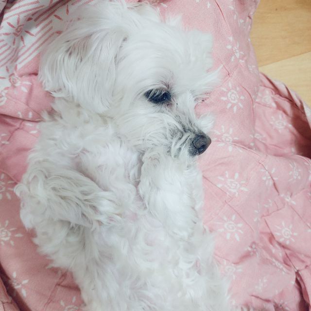 짱아의 추모 사진