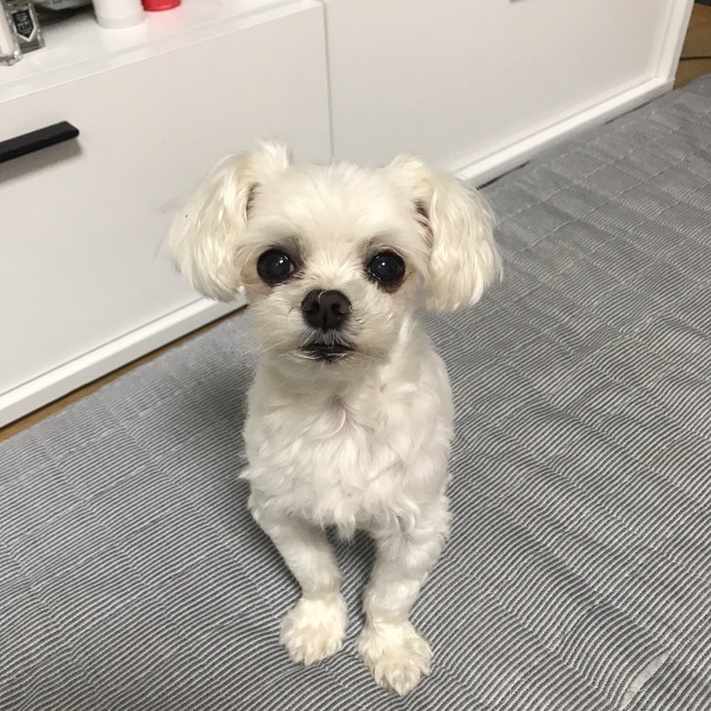 똘이의 추모 사진