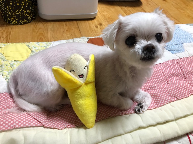 콩이의 추모 사진