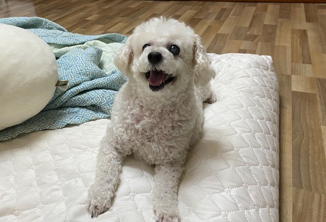 꼬미의 추모 사진