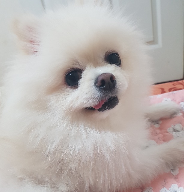 치즈의 추모 사진