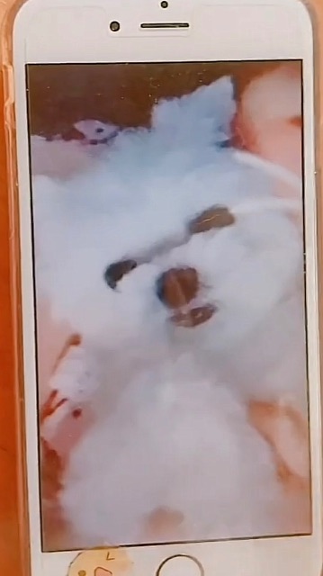 별이의 추모 사진