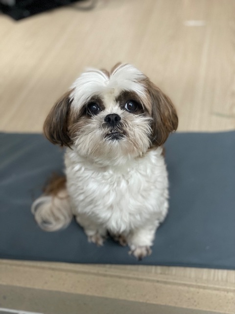 하치의 추모 사진