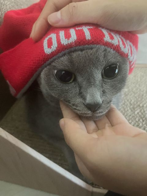 오일이의 추모 사진