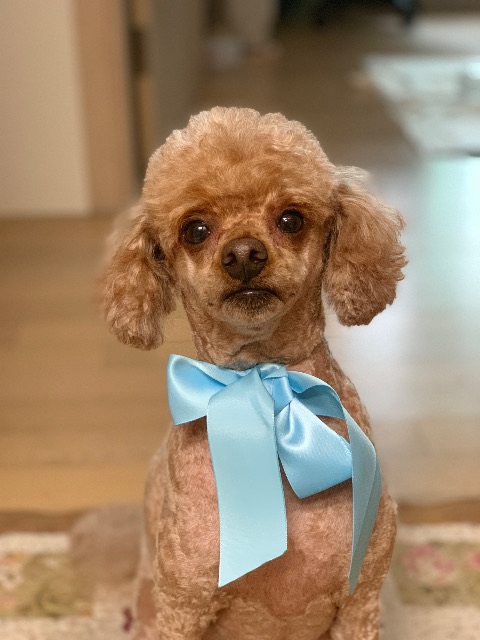 복복이의 추모 사진