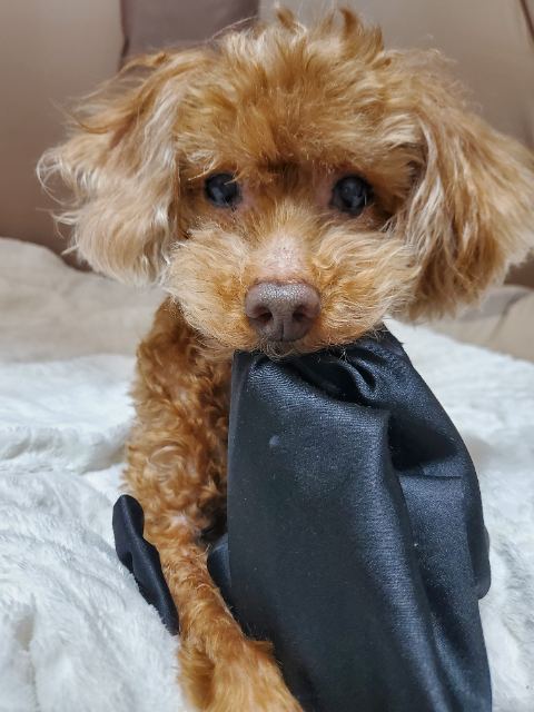 테리의 추모 사진