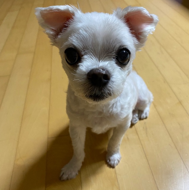 미키의 추모 사진
