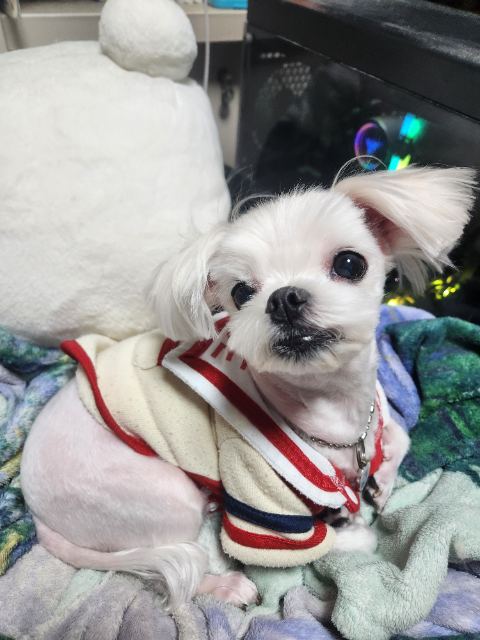 마루의 추모 사진