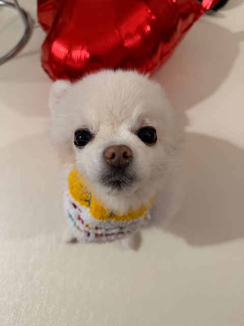 몽이의 추모 사진