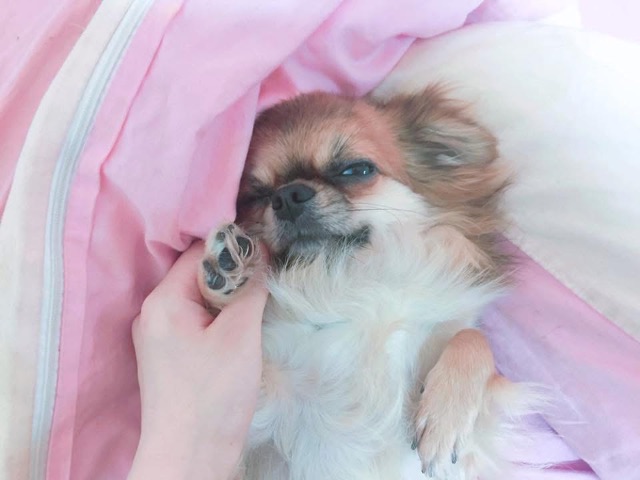 감이의 추모 사진