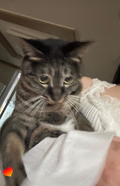 레오의 추모 사진