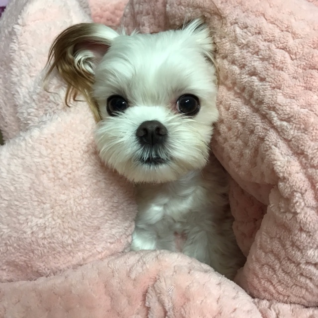 달콩이의 추모 사진