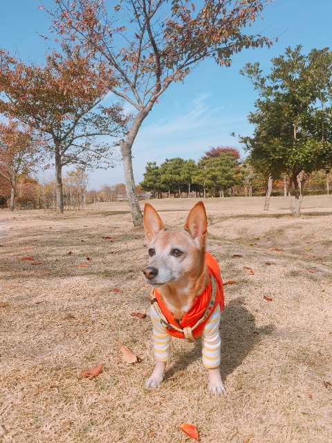 분이의 추모 사진